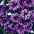 /album/galerie-de-photos-plantes-bouquet-coupe/campanule-trachelium-bernice-violette-jpg/